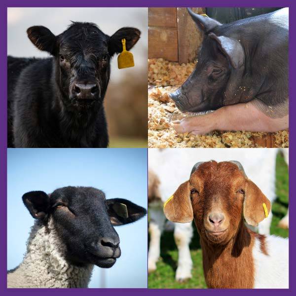Livestock Tagging Dates