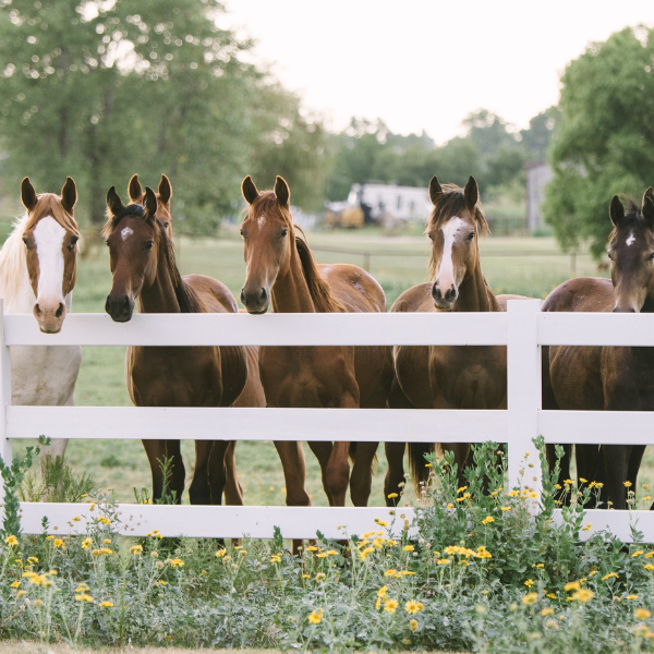 Fence - white fence and horses